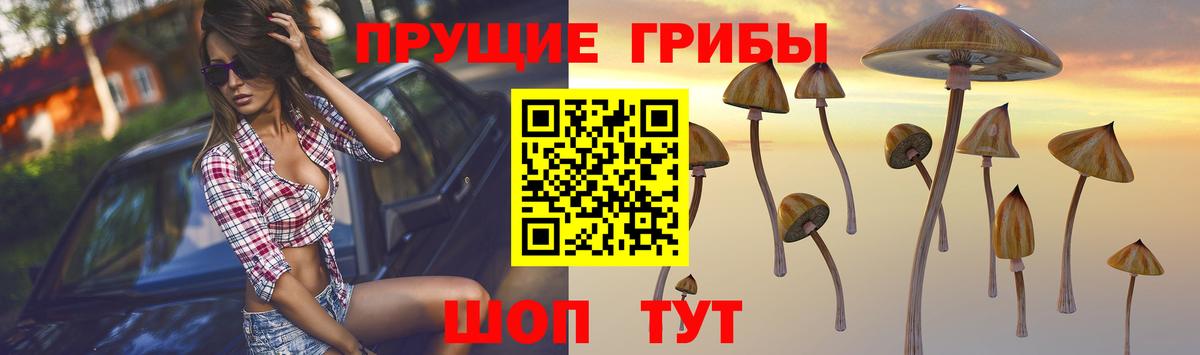 Псилоцибиновые грибы Psilocybine cubensis Сокол